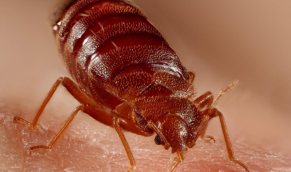 Tips for locating and eradicating bed bugs for good