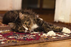 cat on Carpet